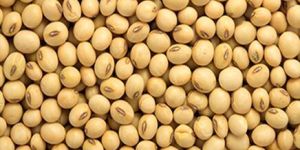 Soybean Seeds