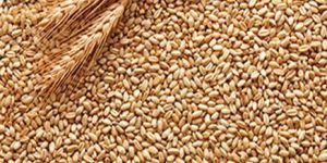 Wheat Seeds