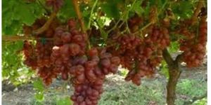 Red Globe Grapes