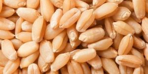 Organic Wheat Seed