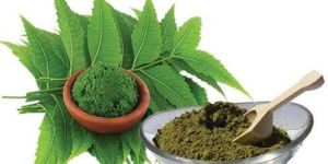 Azadirachta Indica / Neem leaves / Veppilai