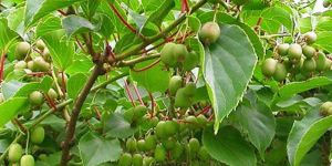 Kiwi Plant