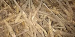 Natural Teak Stump Plant