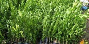 Orange Grafting Plant