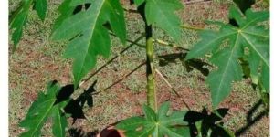 Papaya Plant