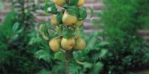 Pear Plant