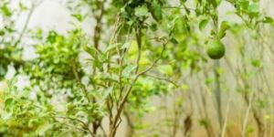 Sweet Lime Plant