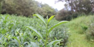 Tea Plant