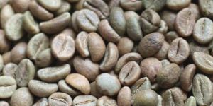 Robusta Cherry Coffee Beans