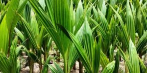 Coconut Plants