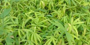 Bambusa Polymorpha Plant