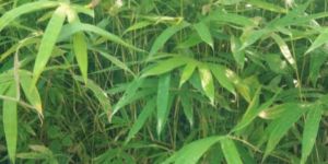 Bambusa Vulgaris Plant
