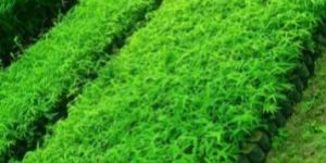 Dendrocalamus Asper Bamboo Plant