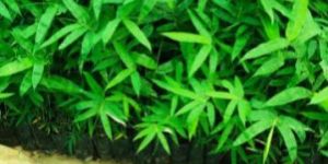 Dendrocalamus Hamiltonii Bamboo Plant