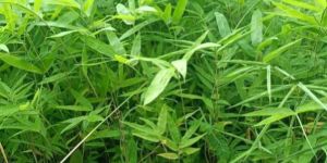 Dendrocalamus Sikkimensis Bamboo Plant