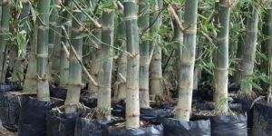 Dendrocalamus Strictus Bamboo Plant