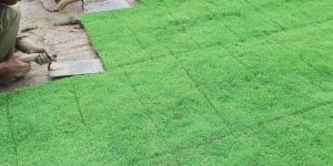 Mexican Carpet Grass