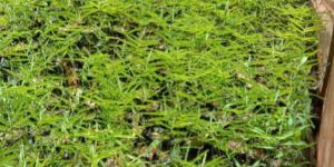 Oliveri Bamboo Plant