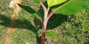 Red Banana Plant
