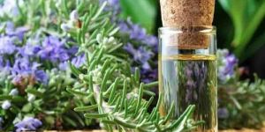 Rosemary Oil