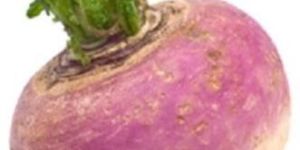 Organic Turnip