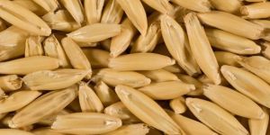 Oats Seeds