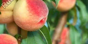 Peach Plant