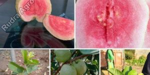 Red Diamond Guava Plant