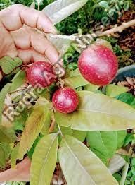 Red Rubi Longan Plant