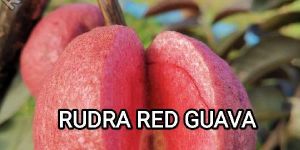 Rudra Red Guava Plant