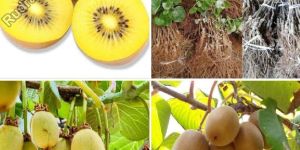 Yellow Golden Kiwi Fruit Plant