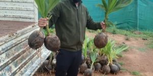 Coconut Plants