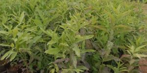 White Sandalwood Plant