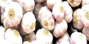 Fresh Garlic