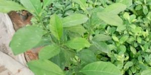 Agriculture Consultancy