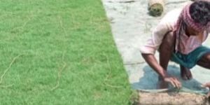 Natural Carpet Grass