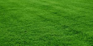 Silaction Lawn Grass