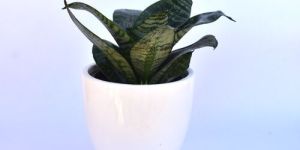 Snake Plant with White Ceramic Pot
