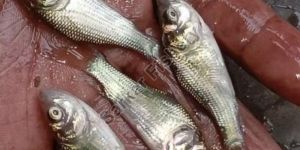 Catla Fish Seeds