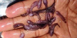 Desi Magur Fish Seed