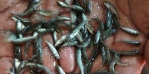 Jayanti Rohu Fish Seeds