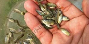 Monosex Tilapia Fish Seeds