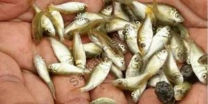 Mrigal Fish Seeds