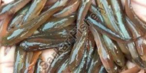 Murrel Fish Seeds
