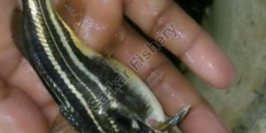 Nona Tangra Fish Seeds