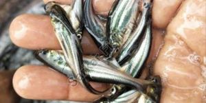 Pangasius Fish Seeds