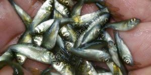 Rohu Fish Seeds