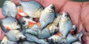 Rupchanda Fish Seeds
