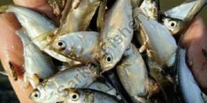 Silver Carp Fish Seeds