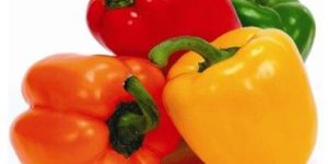 Fresh Capsicum
